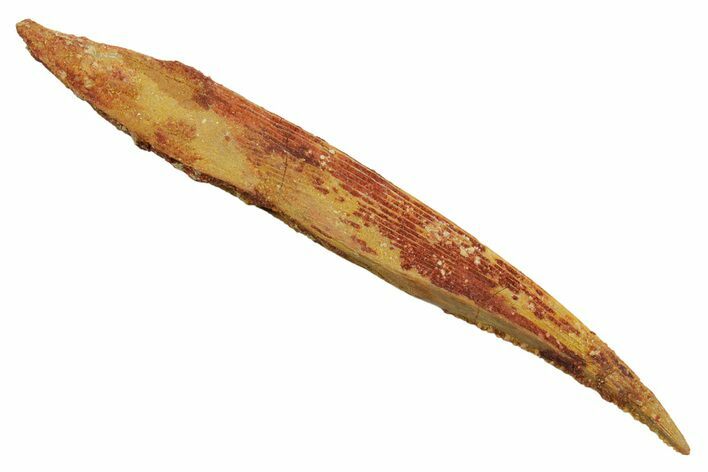 Fossil Shark (Hybodus) Dorsal Spine - Kem Kem Beds, Morocco #353142